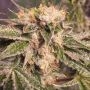 Zkittles Feminized Marijuana Strain by Spliff Seeds For Sale Online at Cannabis Seeds Outlet