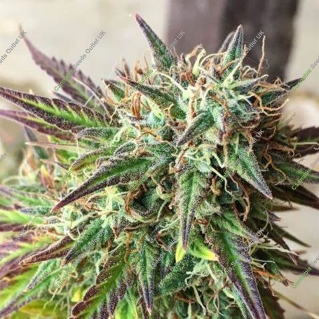 Girl Scout Cookies Auto Feminized Marijuana Strain by Spliff Seeds For Sale Online at Cannabis Seeds Outlet