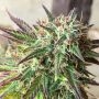 Girl Scout Cookies Auto Feminized Marijuana Strain by Spliff Seeds For Sale Online at Cannabis Seeds Outlet