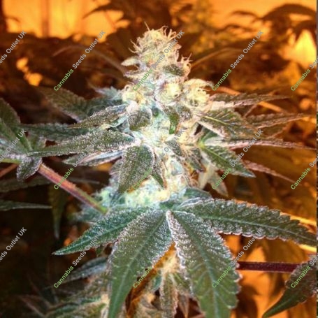 Girl Scout Cookies Feminized Marijuana Strain by Spliff Seeds For Sale Online at Cannabis Seeds Outlet