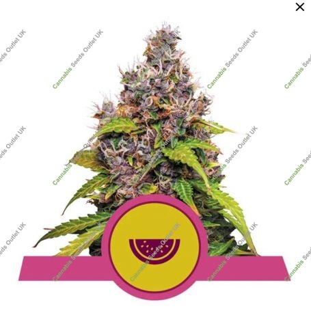 Watermelon Feminized Marijuana Strain by Royal Queen Seeds For Sale Online at Cannabis Seeds Outlet