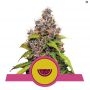 Watermelon Feminized Marijuana Strain by Royal Queen Seeds For Sale Online at Cannabis Seeds Outlet