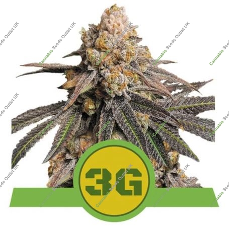 Triple G Auto Feminized Marijuana Strain by Royal Queen Seeds For Sale Online at Cannabis Seeds Outlet