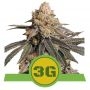 Triple G Auto Feminized Marijuana Strain by Royal Queen Seeds For Sale Online at Cannabis Seeds Outlet