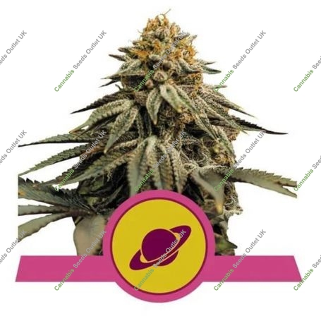 Royal Skywalker Feminized Marijuana Strain by Royal Queen Seeds For Sale Online at Cannabis Seeds Outlet