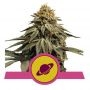 Royal Skywalker Feminized Marijuana Strain by Royal Queen Seeds For Sale Online at Cannabis Seeds Outlet