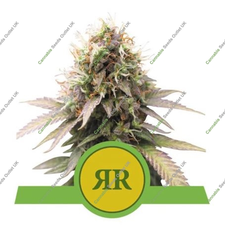 Royal Runtz Auto Feminized Marijuana Strain by Royal Queen Seeds For Sale Online at Cannabis Seeds Outlet