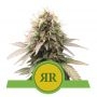 Royal Runtz Auto Feminized Marijuana Strain by Royal Queen Seeds For Sale Online at Cannabis Seeds Outlet