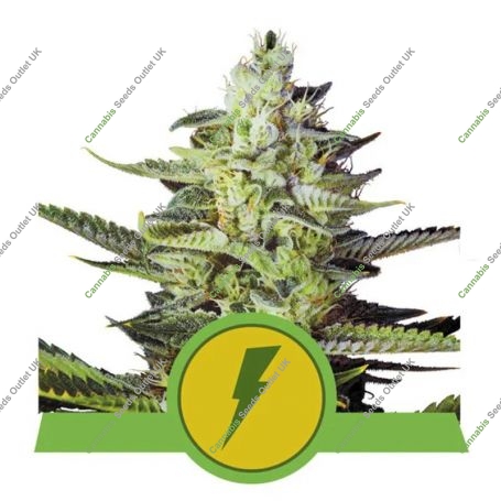 North Thunderfuck Auto Feminized Marijuana Strain by Royal Queen Seeds For Sale Online at Cannabis Seeds Outlet