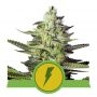 North Thunderfuck Auto Feminized Marijuana Strain by Royal Queen Seeds For Sale Online at Cannabis Seeds Outlet