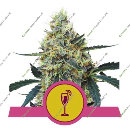 Mimosa Feminized Marijuana Strain by Royal Queen Seeds For Sale Online at Cannabis Seeds Outlet