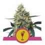 Mimosa Feminized Marijuana Strain by Royal Queen Seeds For Sale Online at Cannabis Seeds Outlet