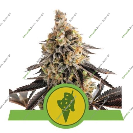 Cookies Gelato Automatic Marijuana Strain by Royal Queen Seeds For Sale Online at Cannabis Seeds Outlet