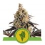 Cookies Gelato Automatic Marijuana Strain by Royal Queen Seeds For Sale Online at Cannabis Seeds Outlet