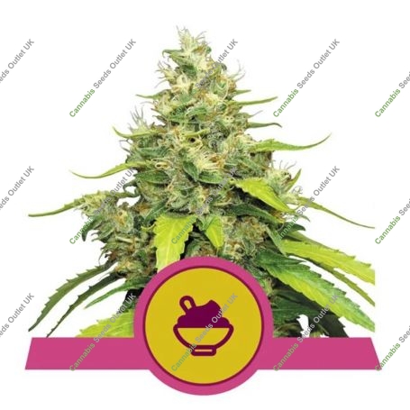 Blue Gelato Feminized Marijuana Strain by Royal Queen Seeds For Sale Online at Cannabis Seeds Outlet
