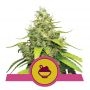 Blue Gelato Feminized Marijuana Strain by Royal Queen Seeds For Sale Online at Cannabis Seeds Outlet