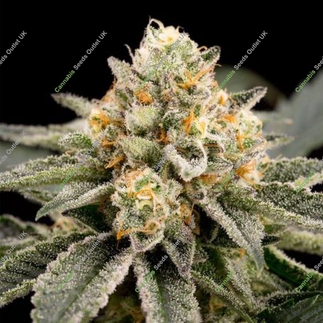 Zombie Bride Feminized Marijuana Strain by Ripper Seeds For Sale Online at Cannabis Seeds Outlet