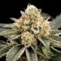 Zombie Bride Feminized Marijuana Strain by Ripper Seeds For Sale Online at Cannabis Seeds Outlet