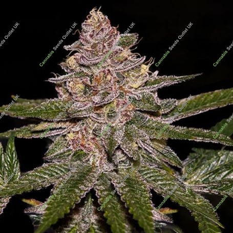 Radical Juice Feminized Marijuana Strain by Ripper Seeds For Sale Online at Cannabis Seeds Outlet