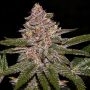 Radical Juice Feminized Marijuana Strain by Ripper Seeds For Sale Online at Cannabis Seeds Outlet