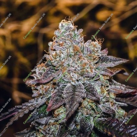 Sunset Skunk Feminized Marijuana Strain by Penthouse Seeds For Sale Online at Cannabis Seeds Outlet