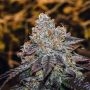 Sunset Skunk Feminized Marijuana Strain by Penthouse Seeds For Sale Online at Cannabis Seeds Outlet