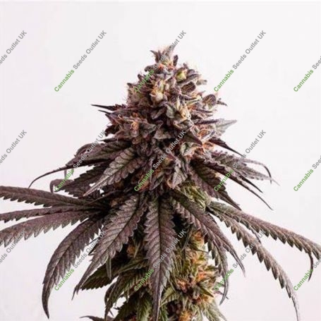 Pink Gelati Feminized Marijuana Strain by Penthouse Seeds For Sale Online at Cannabis Seeds Outlet