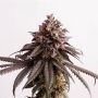 Pink Gelati Feminized Marijuana Strain by Penthouse Seeds For Sale Online at Cannabis Seeds Outlet