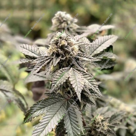 Crypto Cake Feminized Marijuana Strain by Penthouse Seeds For Sale Online at Cannabis Seeds Outlet