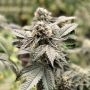 Crypto Cake Feminized Marijuana Strain by Penthouse Seeds For Sale Online at Cannabis Seeds Outlet