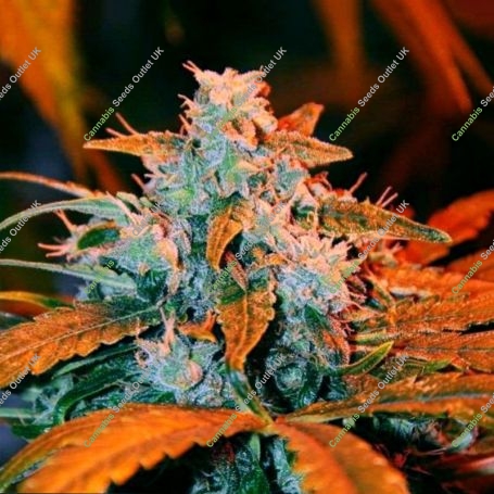 Sunset Skunk Auto Feminized Marijuana Strain by Penthouse Seeds For Sale Online at Cannabis Seeds Outlet