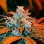 Sunset Skunk Auto Feminized Marijuana Strain by Penthouse Seeds For Sale Online at Cannabis Seeds Outlet