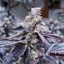 Pink Gelati Auto Feminized Marijuana Strain by Penthouse Seeds For Sale Online at Cannabis Seeds Outlet