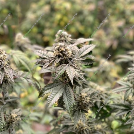 Crypto Cake Auto Marijuana Strain by Penthouse Seeds For Sale Online at Cannabis Seeds Outlet