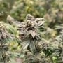 Crypto Cake Auto Marijuana Strain by Penthouse Seeds For Sale Online at Cannabis Seeds Outlet