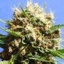 Runtz Auto Feminized Marijuana Strain by Original Sensible Seeds For Sale Online at Cannabis Seeds Outlet