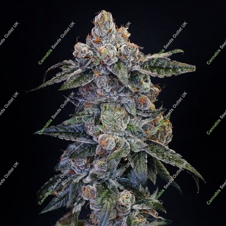 Peanut Butter OGKB Fast V Marijuana Strain by Original Sensible Seeds For Sale Online at Cannabis Seeds Outlet