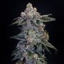 Peanut Butter OGKB Fast V Marijuana Strain by Original Sensible Seeds For Sale Online at Cannabis Seeds Outlet