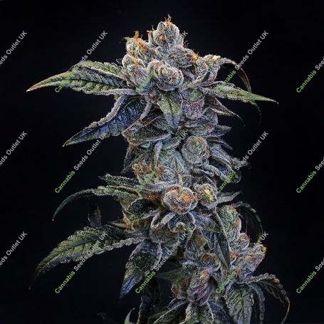 Peanut Butter OGKB Feminized Marijuana Strain by Original Sensible Seeds For Sale Online at Cannabis Seeds Outlet