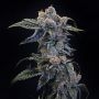 Peanut Butter OGKB Feminized Marijuana Strain by Original Sensible Seeds For Sale Online at Cannabis Seeds Outlet