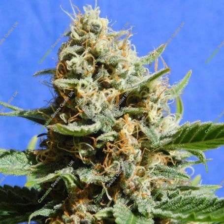 Kush Mintz Fast V Feminized Marijuana Strain by Original Sensible Seeds For Sale Online at Cannabis Seeds Outlet