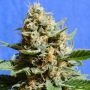 Kush Mintz Fast V Feminized Marijuana Strain by Original Sensible Seeds For Sale Online at Cannabis Seeds Outlet