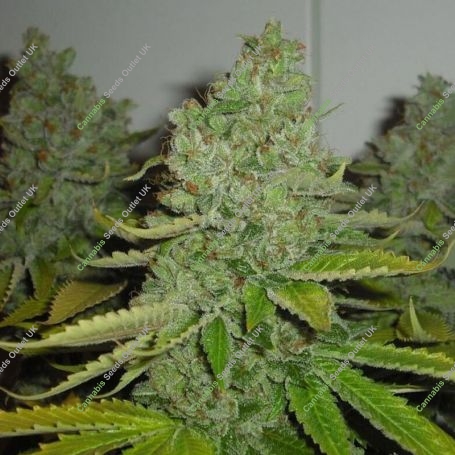Grape Soda Auto Feminized Marijuana Strain by Original Sensible Seeds For Sale Online at Cannabis Seeds Outlet