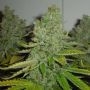 Grape Soda Auto Feminized Marijuana Strain by Original Sensible Seeds For Sale Online at Cannabis Seeds Outlet