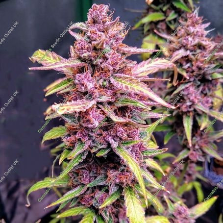 Cherry Alien Auto Feminized Marijuana Strain by Original Sensible Seeds For Sale Online at Cannabis Seeds Outlet