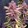 Cherry Alien Auto Feminized Marijuana Strain by Original Sensible Seeds For Sale Online at Cannabis Seeds Outlet