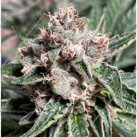 Mars Mellow Feminized Marijuana Strain by Ministry of Cannabis For Sale Online at Cannabis Seeds Outlet
