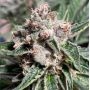 Mars Mellow Feminized Marijuana Strain by Ministry of Cannabis For Sale Online at Cannabis Seeds Outlet