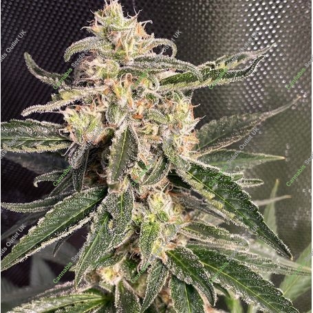 Sweet Donkey Auto Feminized Marijuana Strain by Ministry of Cannabis For Sale Online at Cannabis Seeds Outlet