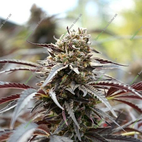 White Runtz Fast V Marijuana Strain by Humboldt Seed Organisation For Sale Online at Cannabis Seeds Outlet